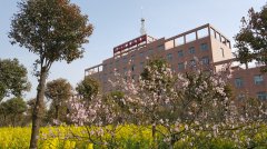 郑万全（117）：油菜仙花人类命花